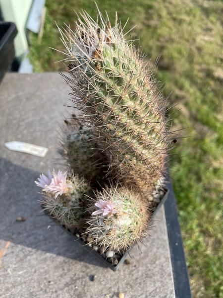 Escobaria strobiliformis